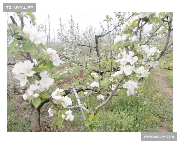 草花盛放 苹果绽放无限可能 草花盛放 苹果绽放无限可能